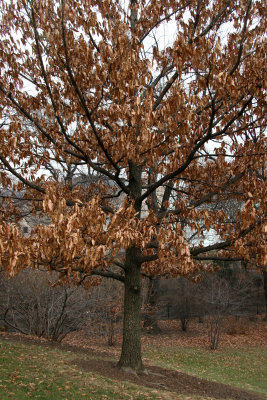 Unknown Tree on Cedar Hill