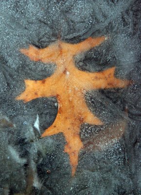 Lakeshore Frozen Oak Foliage