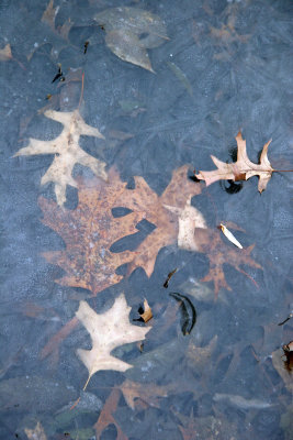 Lakeshore Frozen Oak Foliage