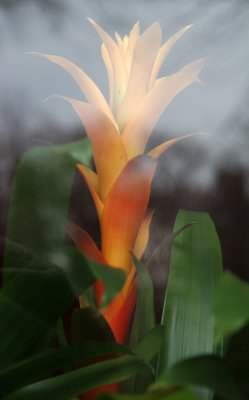 NYU Main Building Window Reflections & Torch Flower