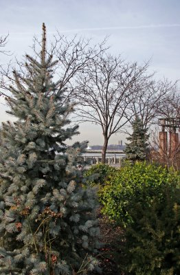 Blue Spruce & Garden View