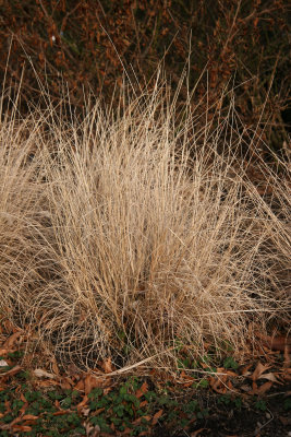 Winter Grass