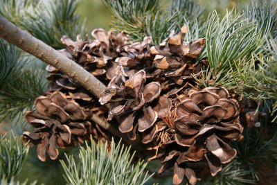 Pine Cones