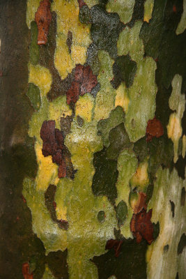 Wet Sycamore Tree Bark