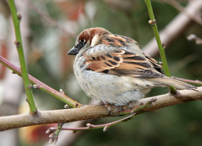Sparrow in a Peach Tree on a Cold Day