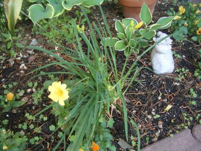 Plot1 - First Day lily bloom