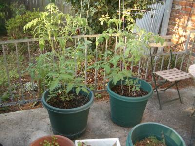 Tomato plants - Mid-April