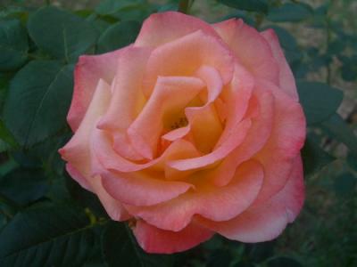 Joyfulness - Rose