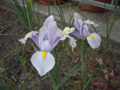 Gardening/Yard 2004