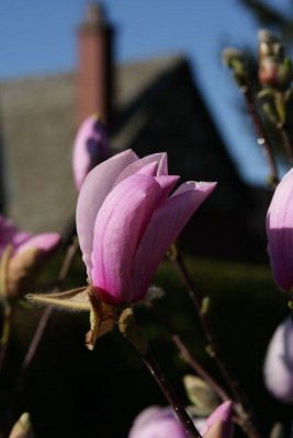 Ottawa Flowers