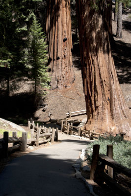 Sequoia National Park.