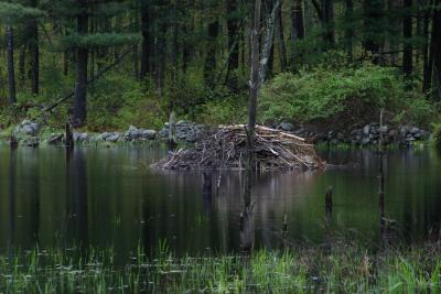 Beaver pond at gate 47 trail. May 14, 2006.