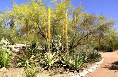 Agave, Boyce Thompson Arboretum, Superior, Arizona