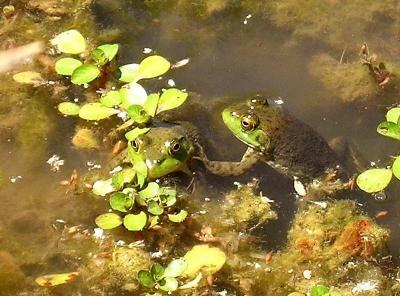Frogs at the edge of the Verde River
