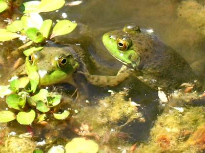 Frogs at the edge of the Verde River closer