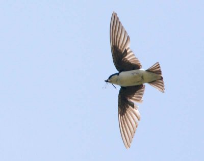 Swallows and Swifts