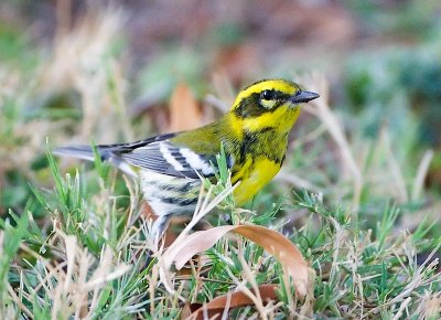 Townsends Warbler