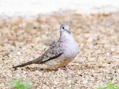 Inca Dove