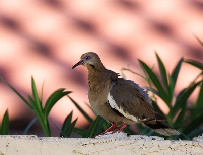 White-winged Dove