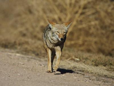 Coyote at Bosque