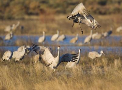 Sandhill Cranes Doing Their Thing