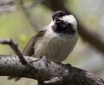 Black-capped Chickadee Singing Like A Canary