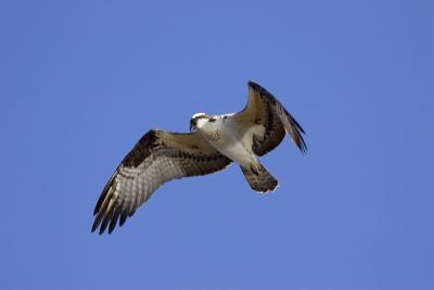 Osprey Hovering