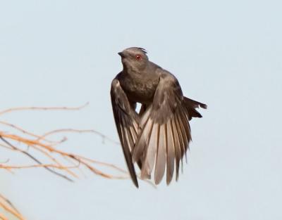 Female Phainopepla