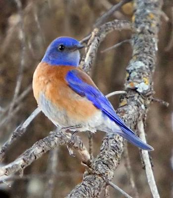 Western Blue Bird