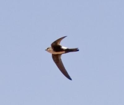 White-throated Swift
