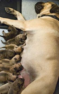 Miss Piggy and Her Piglets