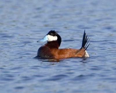Male Ruddy Duck