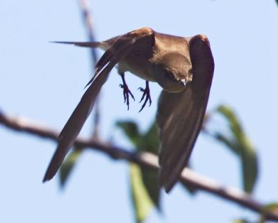 Rough-winged Swallow Launching