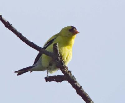 American Goldfinch