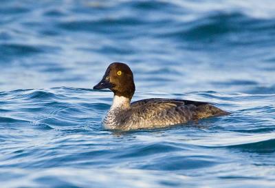 Common Goldeneye Female