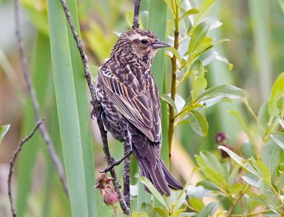 Red-wing Blackbird Female