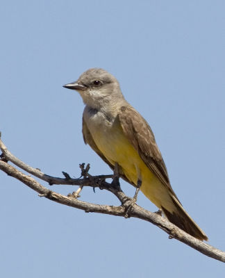 Western Kingbird