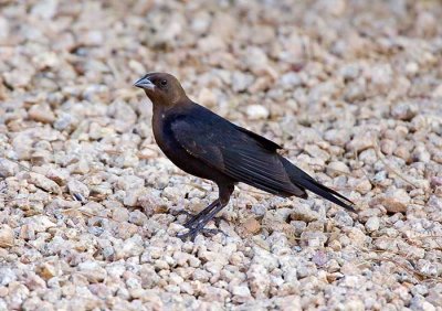 Brown-headed Cowbird