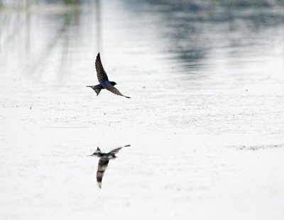 Swallow Hunting