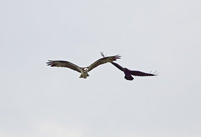 Osprey and Raven