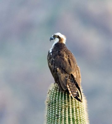 Osprey Sitting On A Saguaro