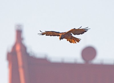 Hunting By The Bridge