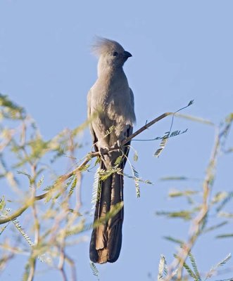 Grey Go-away Bird