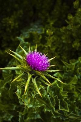 Thistle