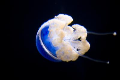 Moon Jellyfish