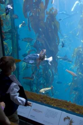 Young customer checking the big tank at Monterey