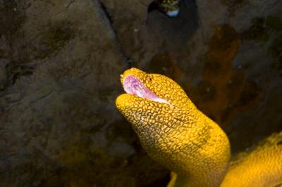 Spotted Moray