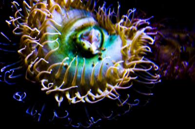 Anemone 2