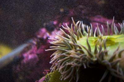 Anemone 3