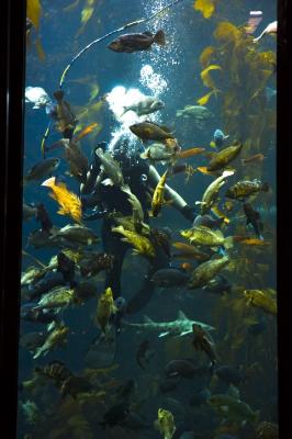 Lunch time in the big tank
